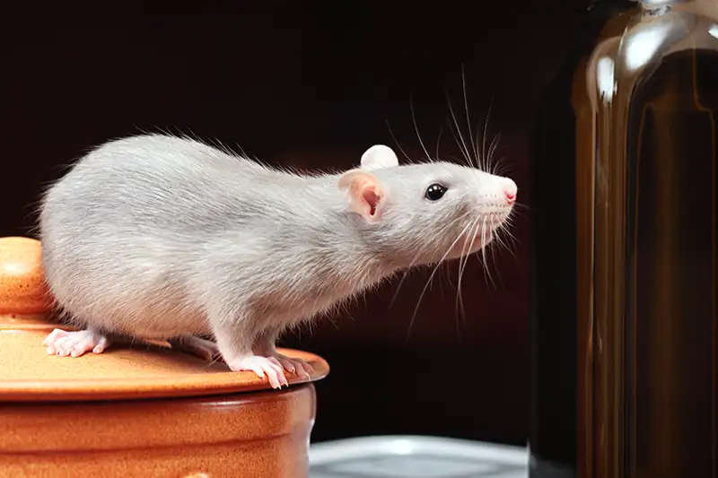 A light gray rat perched on an orange pot in a kitchen setting. Food service pest control can be handled with ease by the professionals at ABC Exterminating.